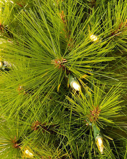 Árvore de Natal Verde Monterey Pine com Galhos Longos, Suporte Metálico e Micro LEDs Embutidos