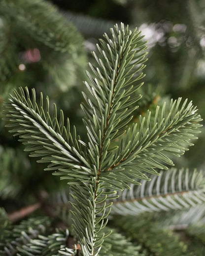 Árvore de Natal European Fir com Galhos Articulados, Suporte Metálico e Micro LEDs Embutidos